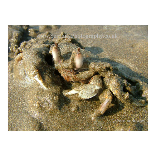 A crab hides in the wet sand. Goa, India.